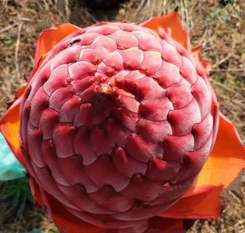 Golden Red Lotus Seeds: Embrace Tranquility with Every Bloom 🌸