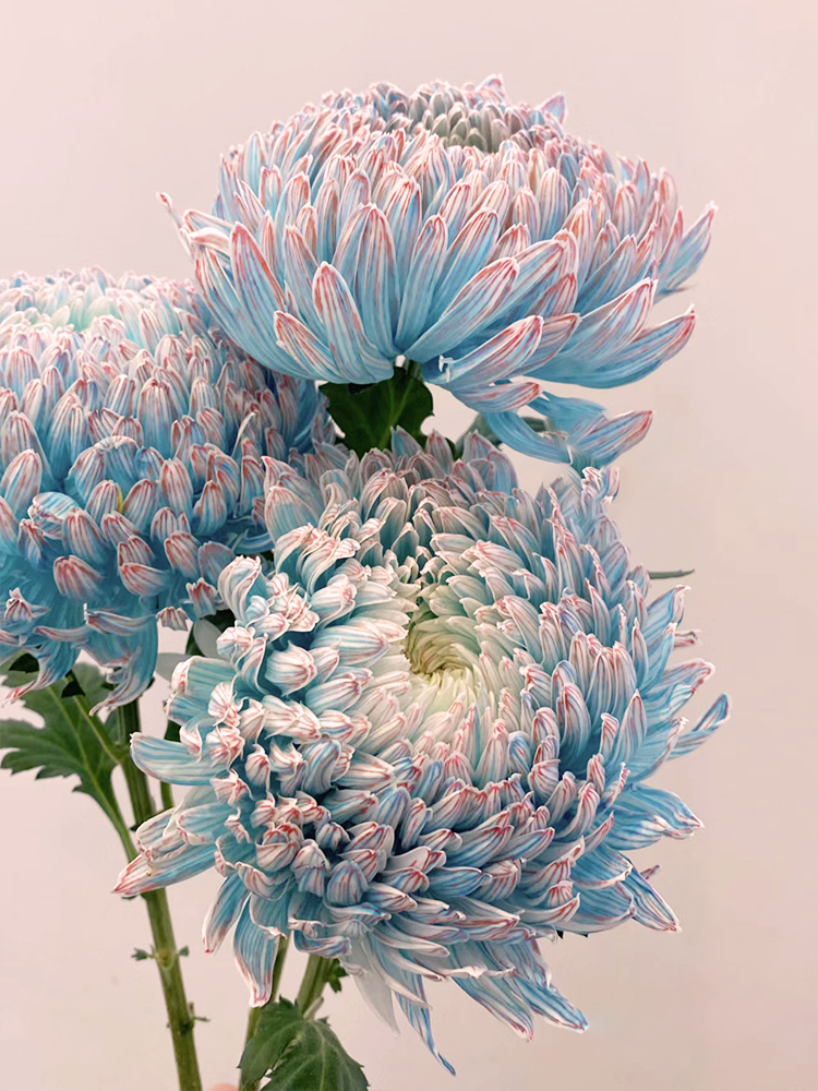 Rare Green Peony Chrysanthemum