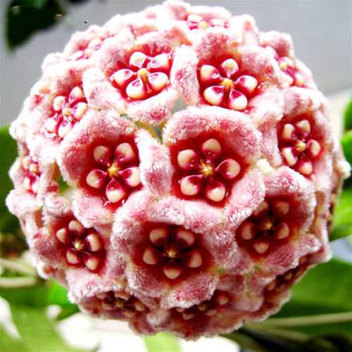 Hoya Carnosa Mixed Color Seeds- Over 5 Colors