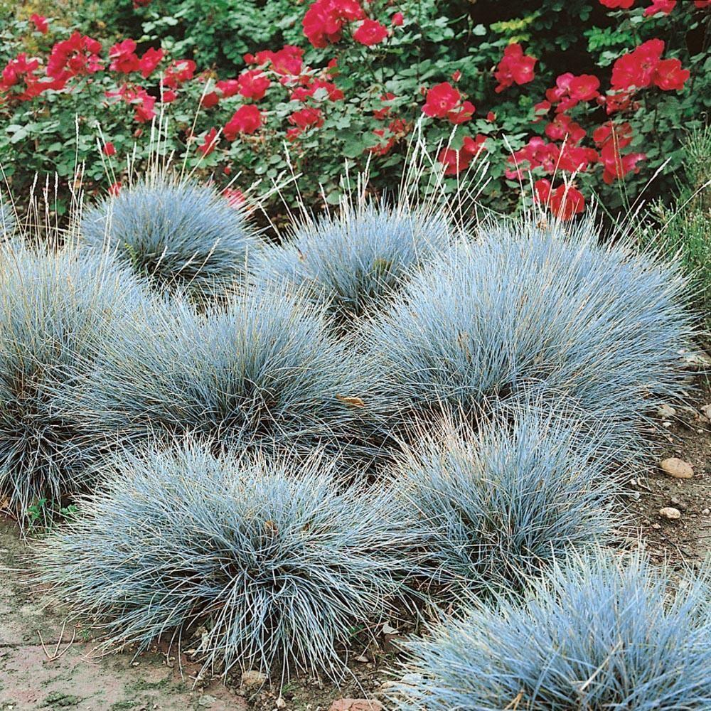 Blue Fescue Seeds