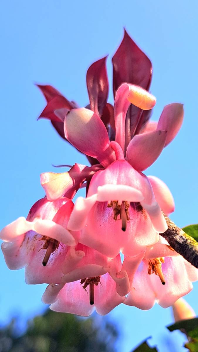 Rare Tuberose Enkianthus Seeds