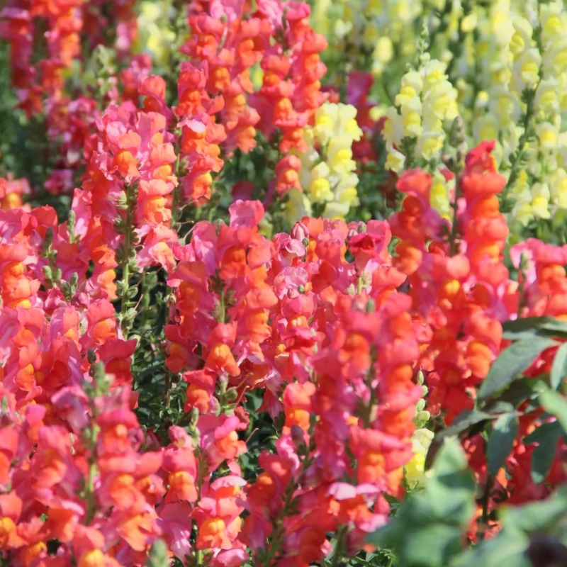 Garden Snapdragon Seeds- Mix Colors