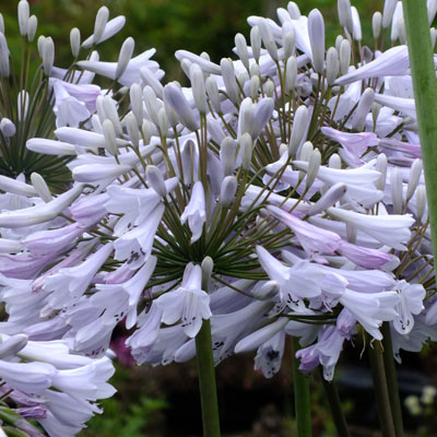 Agapanthus africanus 'Windsor Grey'