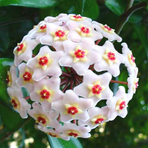 Hoya Carnosa Mixed Color Seeds- Over 5 Colors