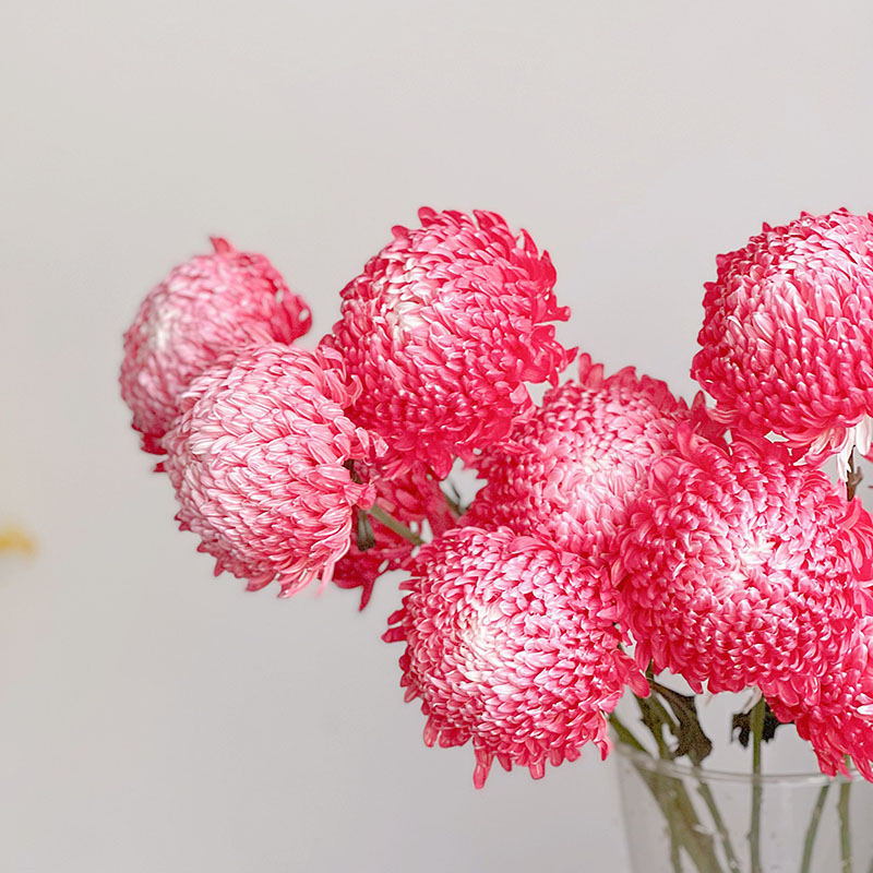 Rare Gradient Red Peony Chrysanthemum Seeds