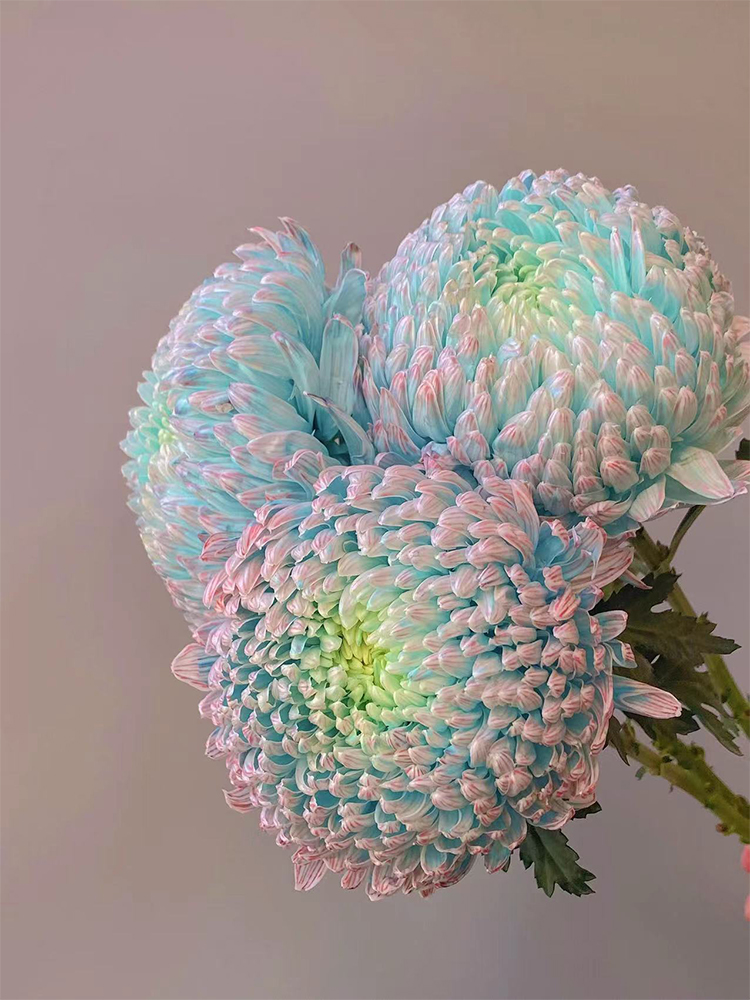 Rare Green Peony Chrysanthemum