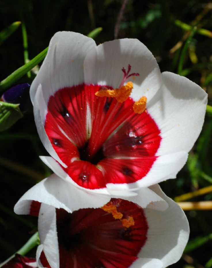 White Geissorhiza radians