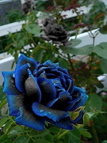 Rare Black Blue Rose- Seeds