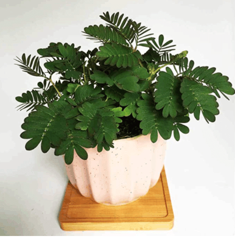 COLORFUL MIMOSA SEEDS