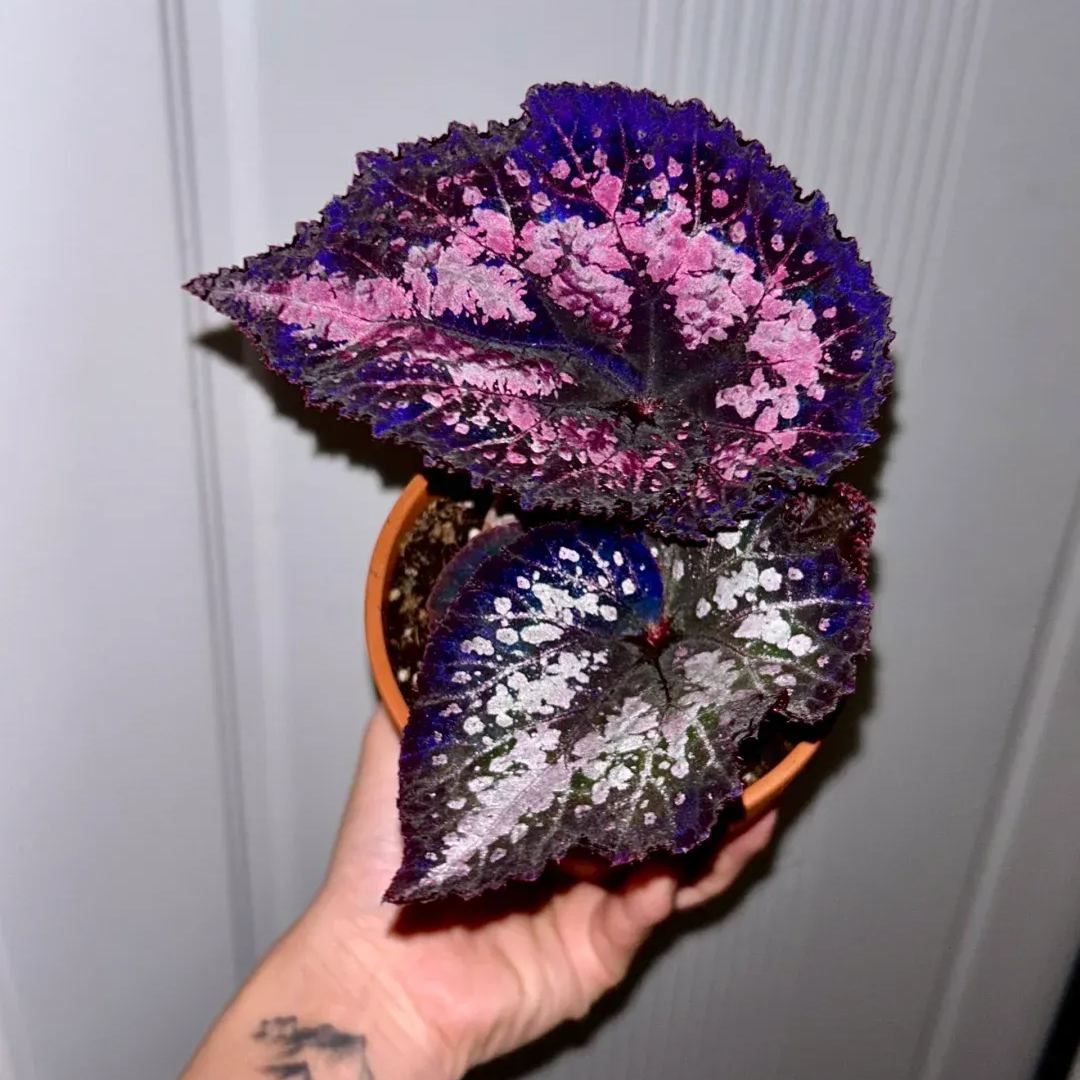 Mardi Gras Begonia Seeds