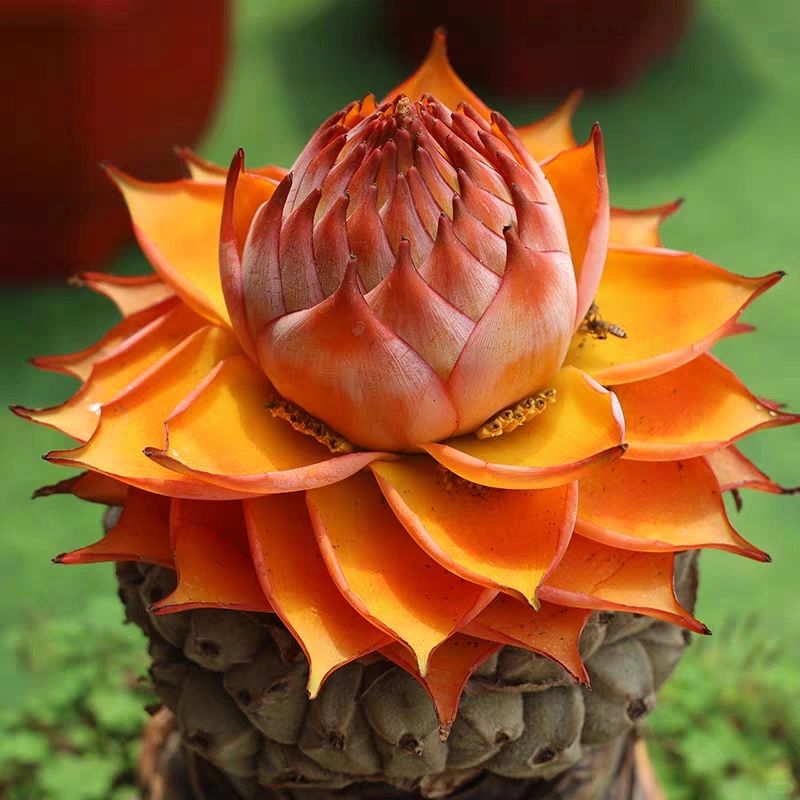 Golden Red Lotus Seeds: Embrace Tranquility with Every Bloom 🌸