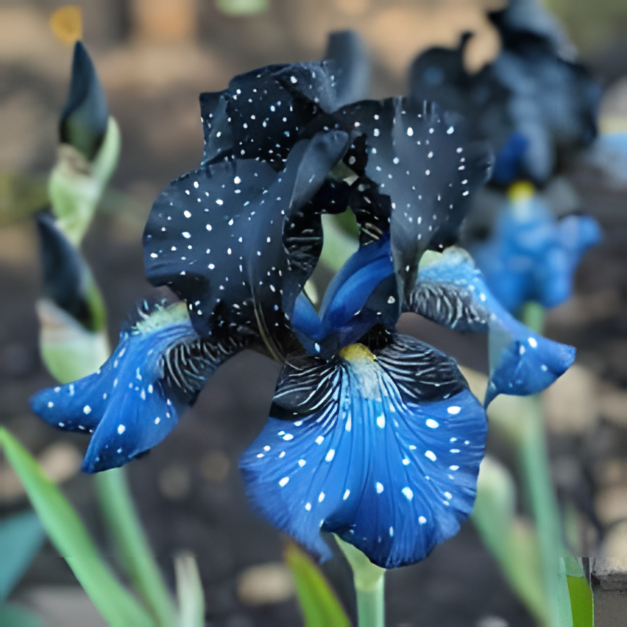 Rare Color Iris Seeds