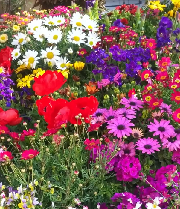 Deer Resistant Seed Mix - Over 20 kinds mixed