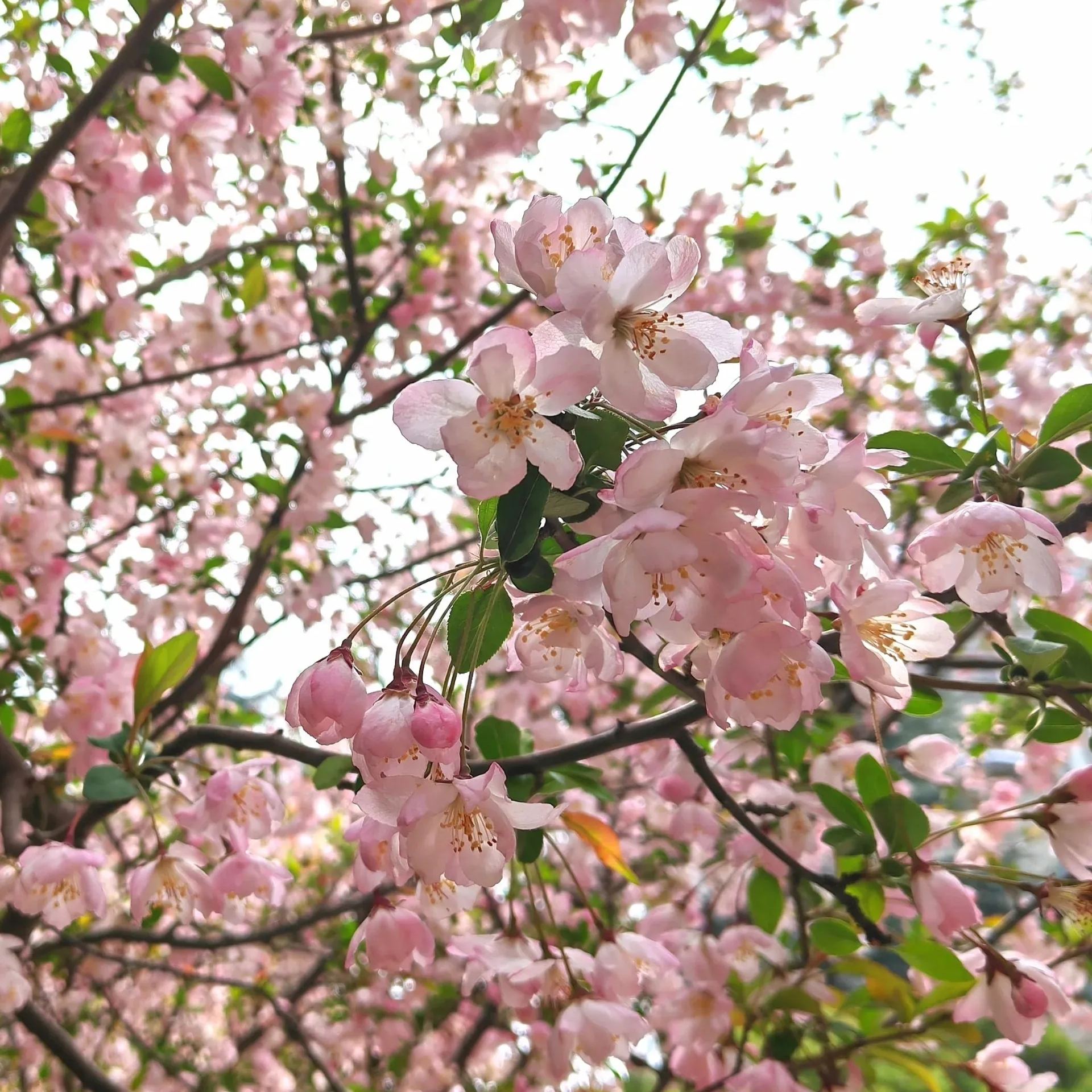 Begonia flowers Seeds