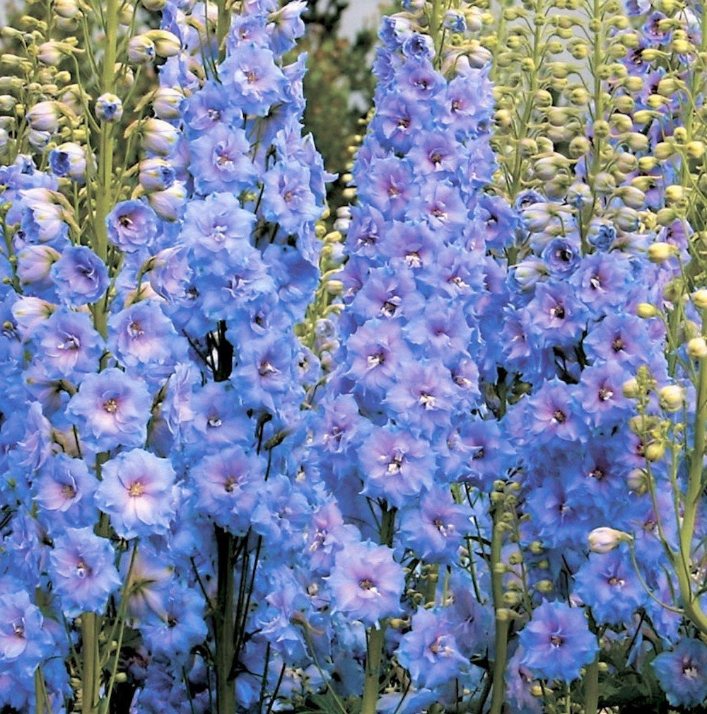 Delphinium Grandiflorum Seeds