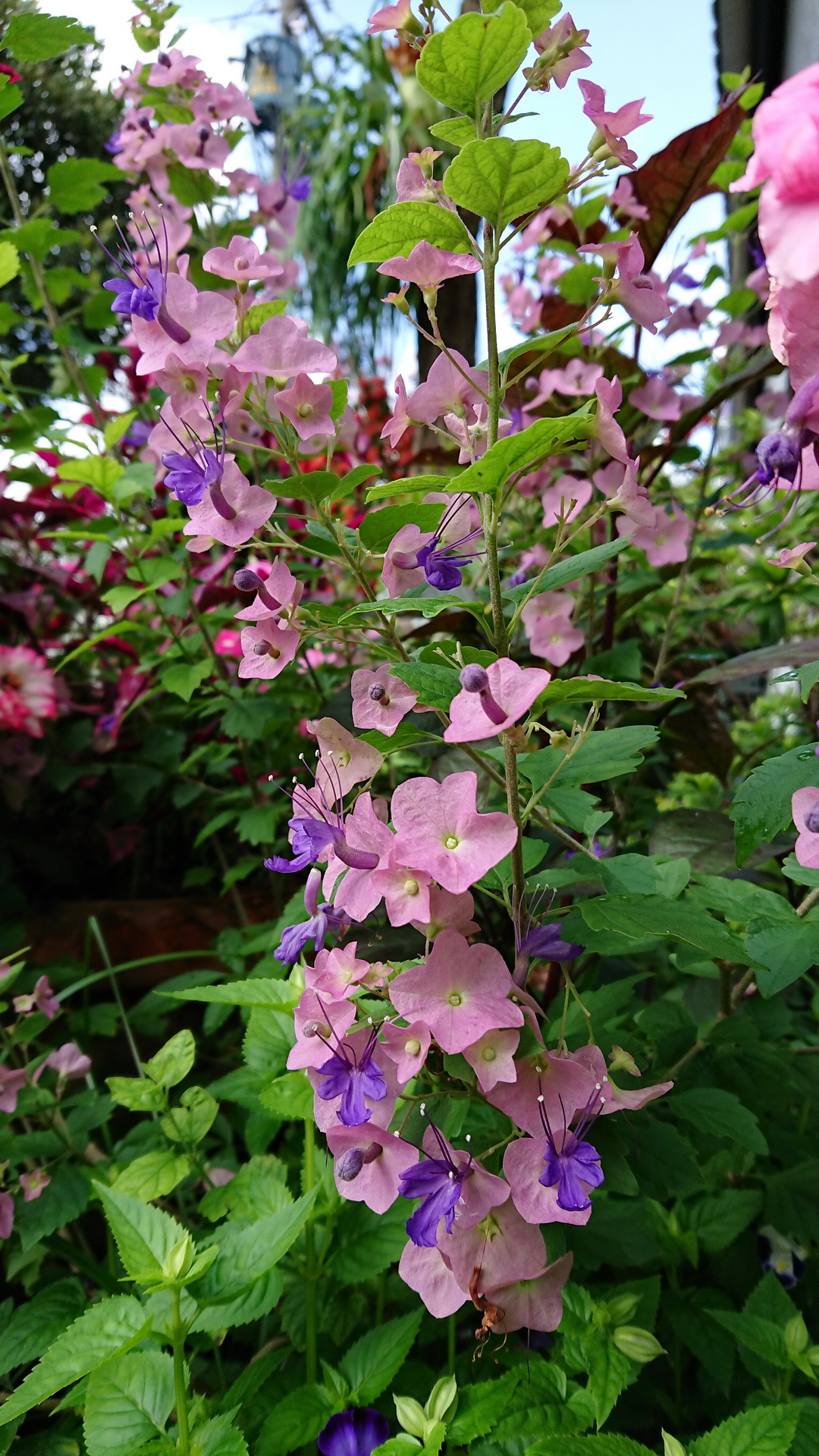 Parasol Flower Seeds