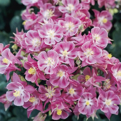 Cat's Paw Flowers Seeds