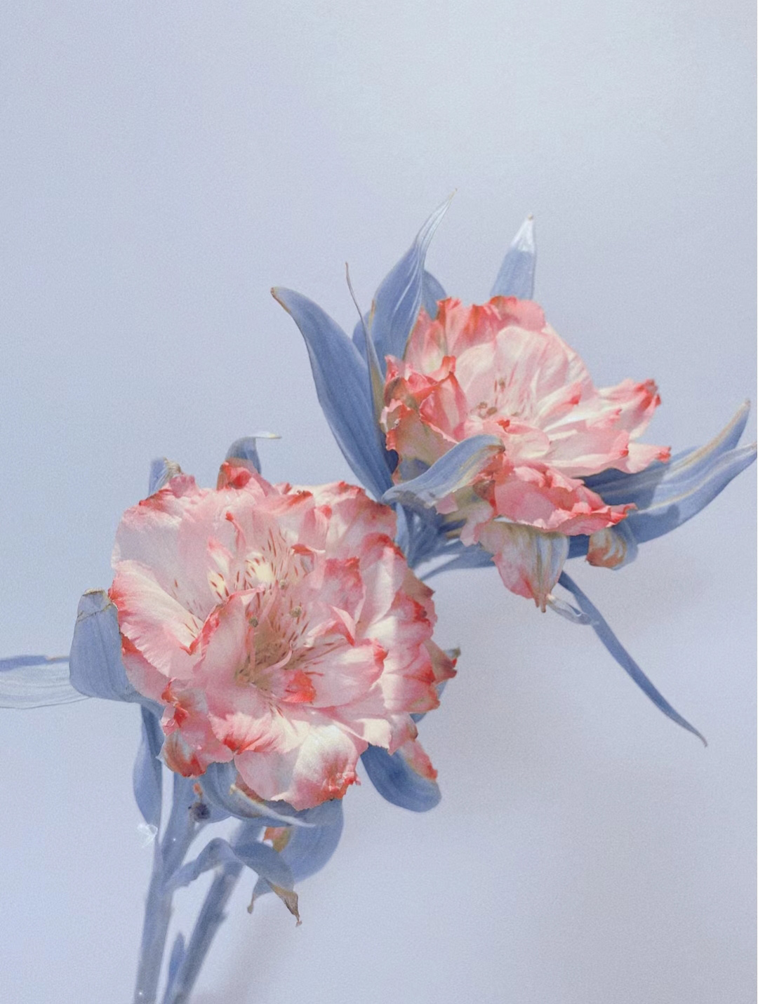 Beauty of Double Alstroemeria Seeds from Colombia