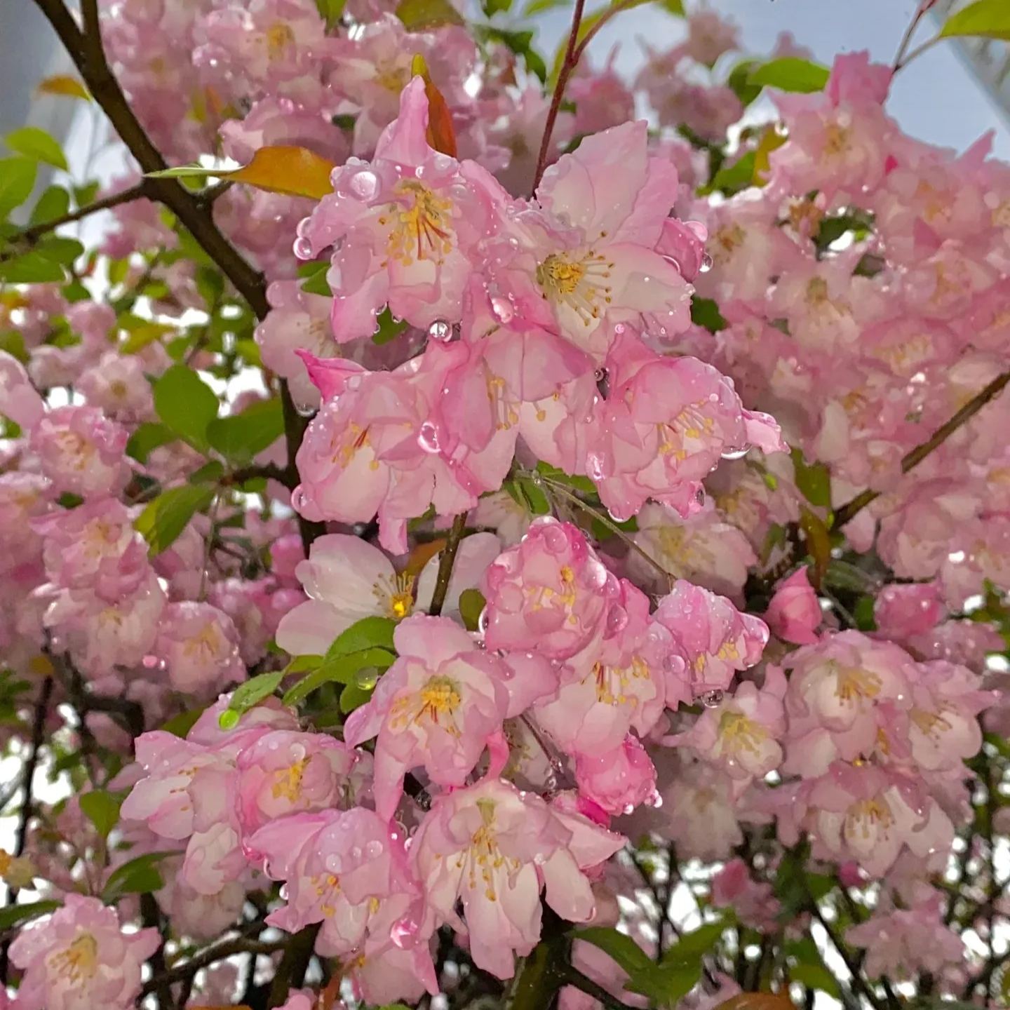 Begonia flowers Seeds