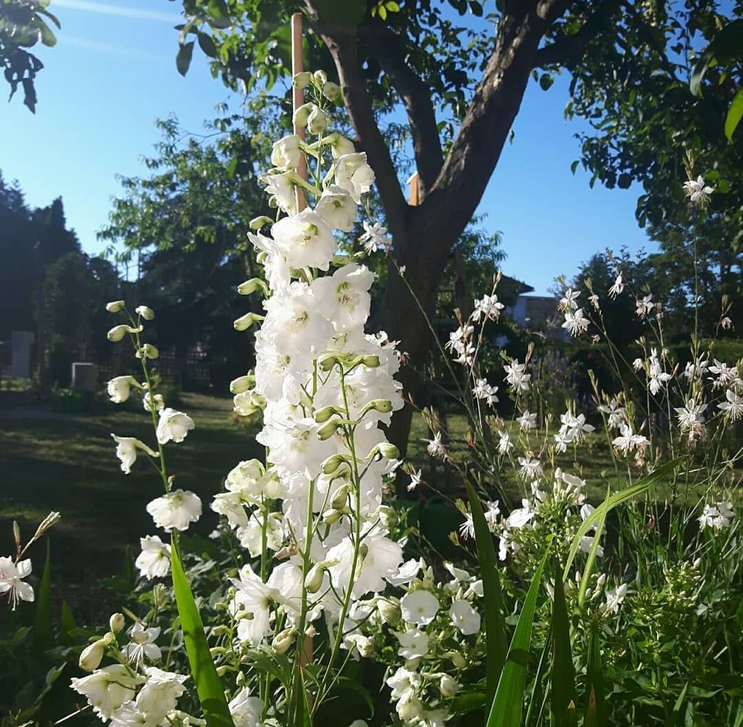 Delphinium Grandiflorum Seeds
