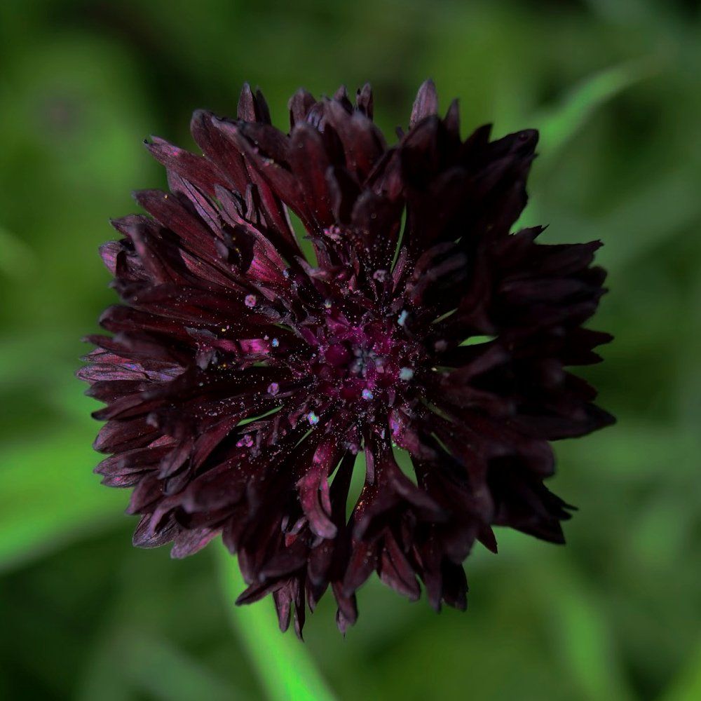 Cornflower Centaurea Black Ball Flower- Bachelor Buttons