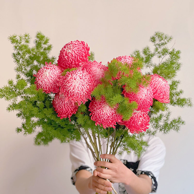 Rare Gradient Red Peony Chrysanthemum Seeds