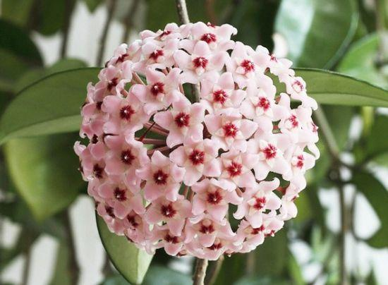 Hoya Carnosa Mixed Color Seeds- Over 5 Colors
