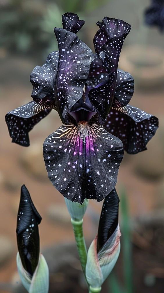 Rare Color Iris Seeds
