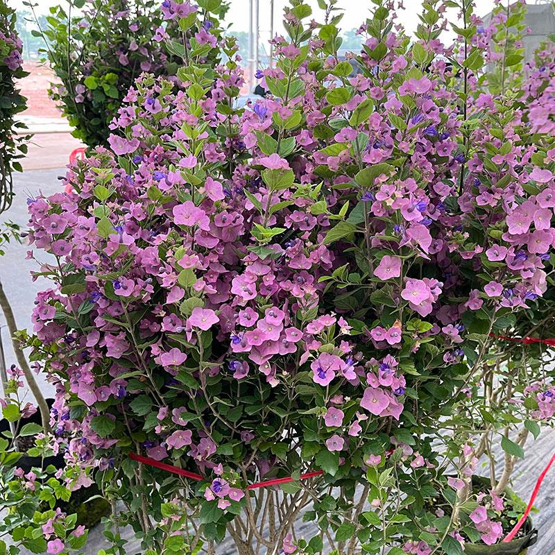 Parasol Flower Seeds