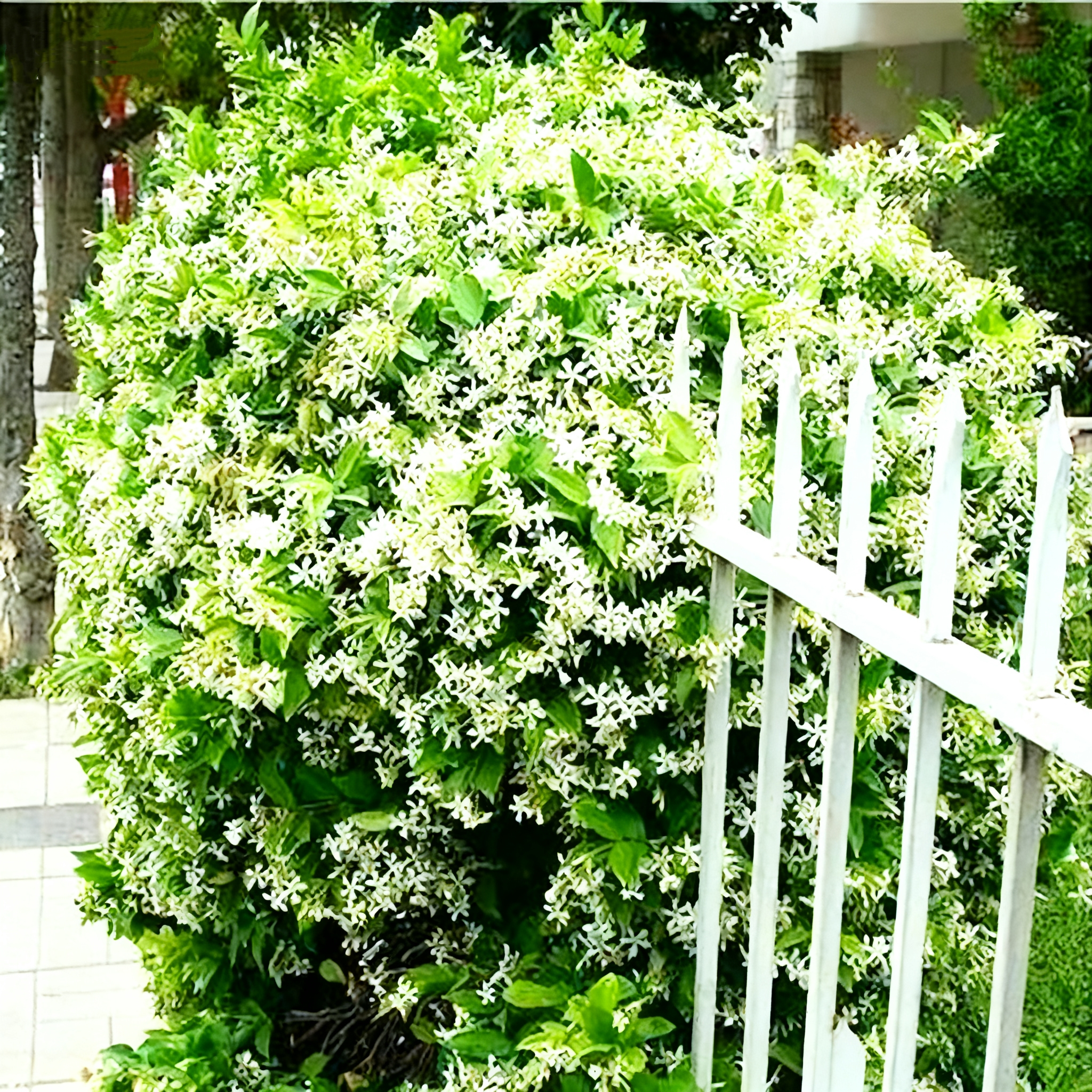 🔥⏰Last Day 49% OFF - Climbing Jasmine Flower Seeds - Nighttime Perfumer