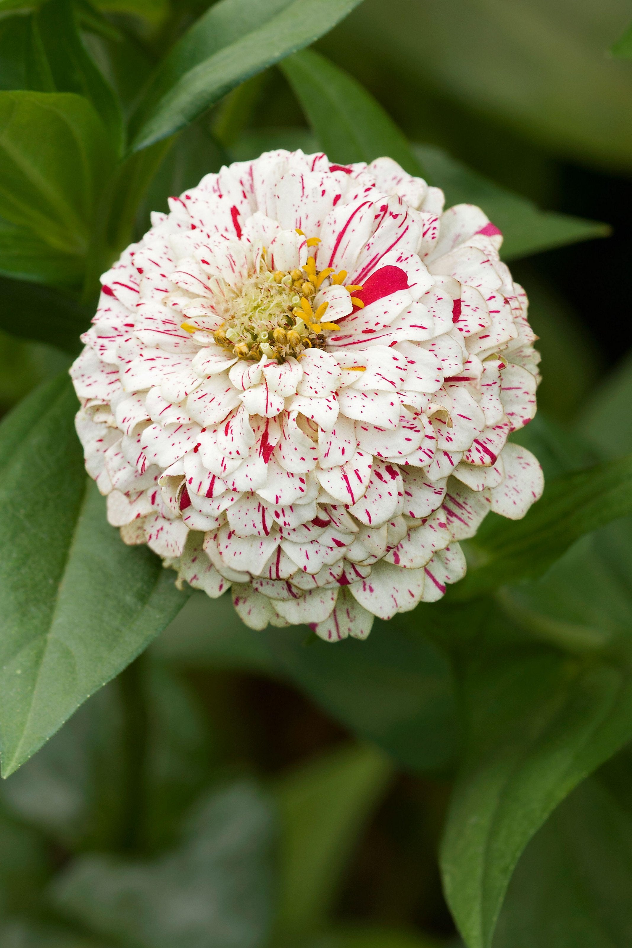 Zinnia Peppermint Stick Flower