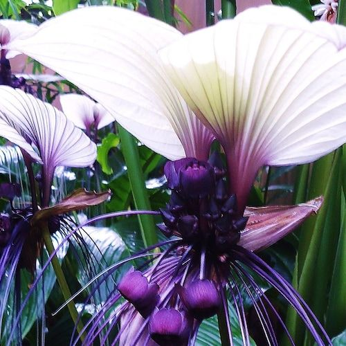 Angel Trumpet Double Purple Flower Seeds Brugmansia Datura