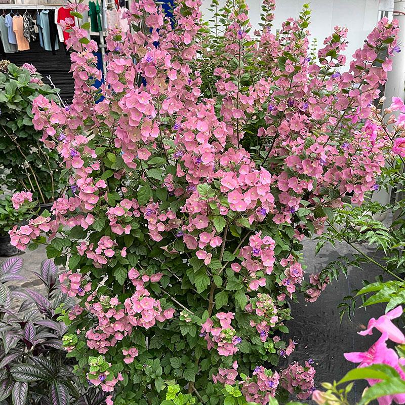 Parasol Flower Seeds