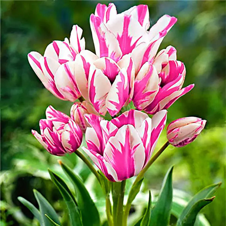 Bonsai Rare Color Tulip Seeds #6