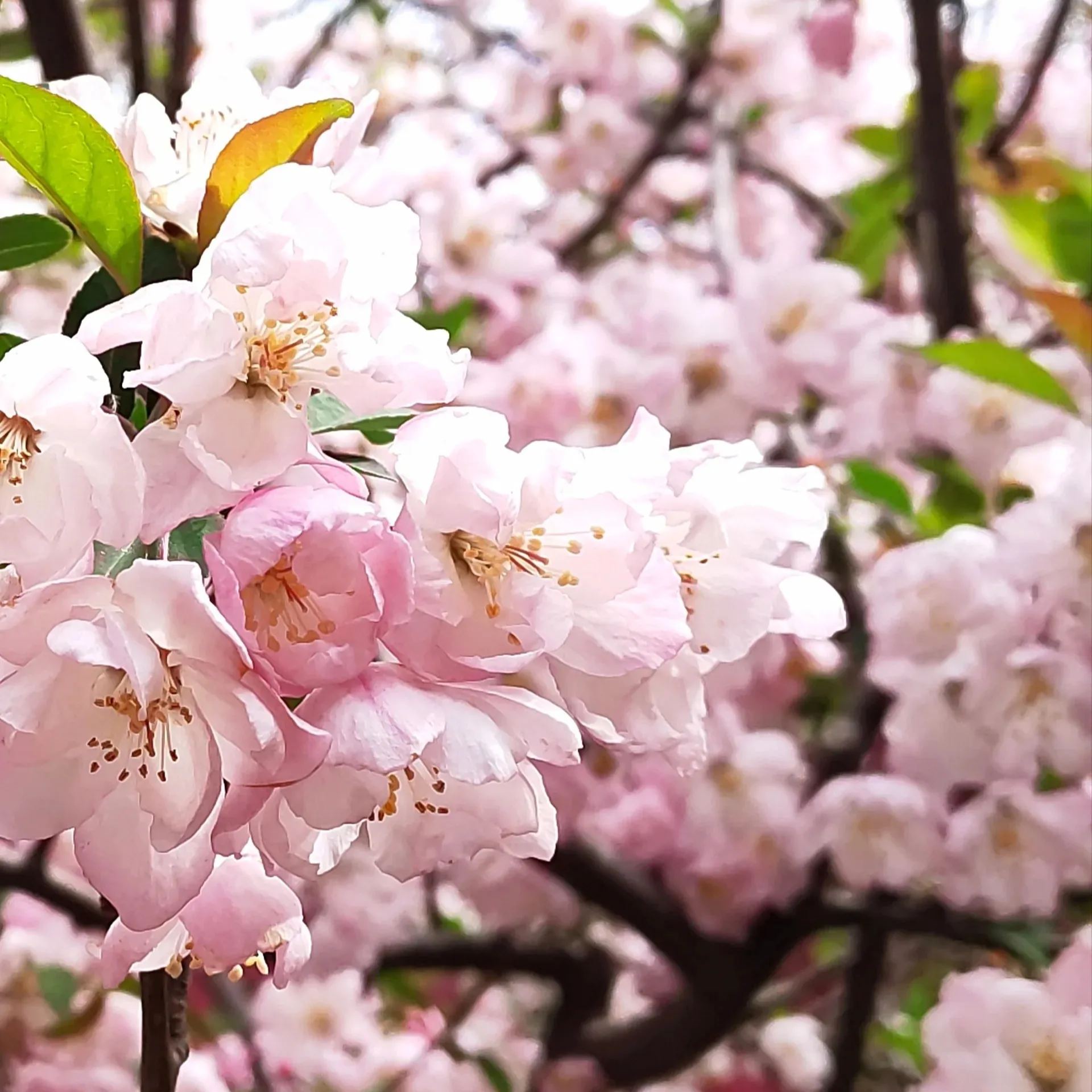 Begonia flowers Seeds