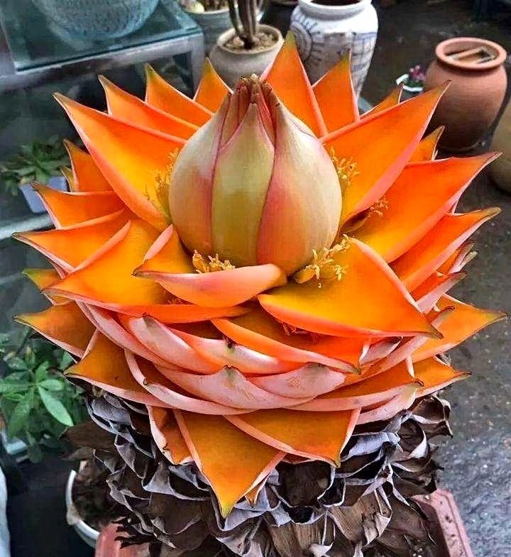 Golden Red Lotus Seeds: Embrace Tranquility with Every Bloom 🌸