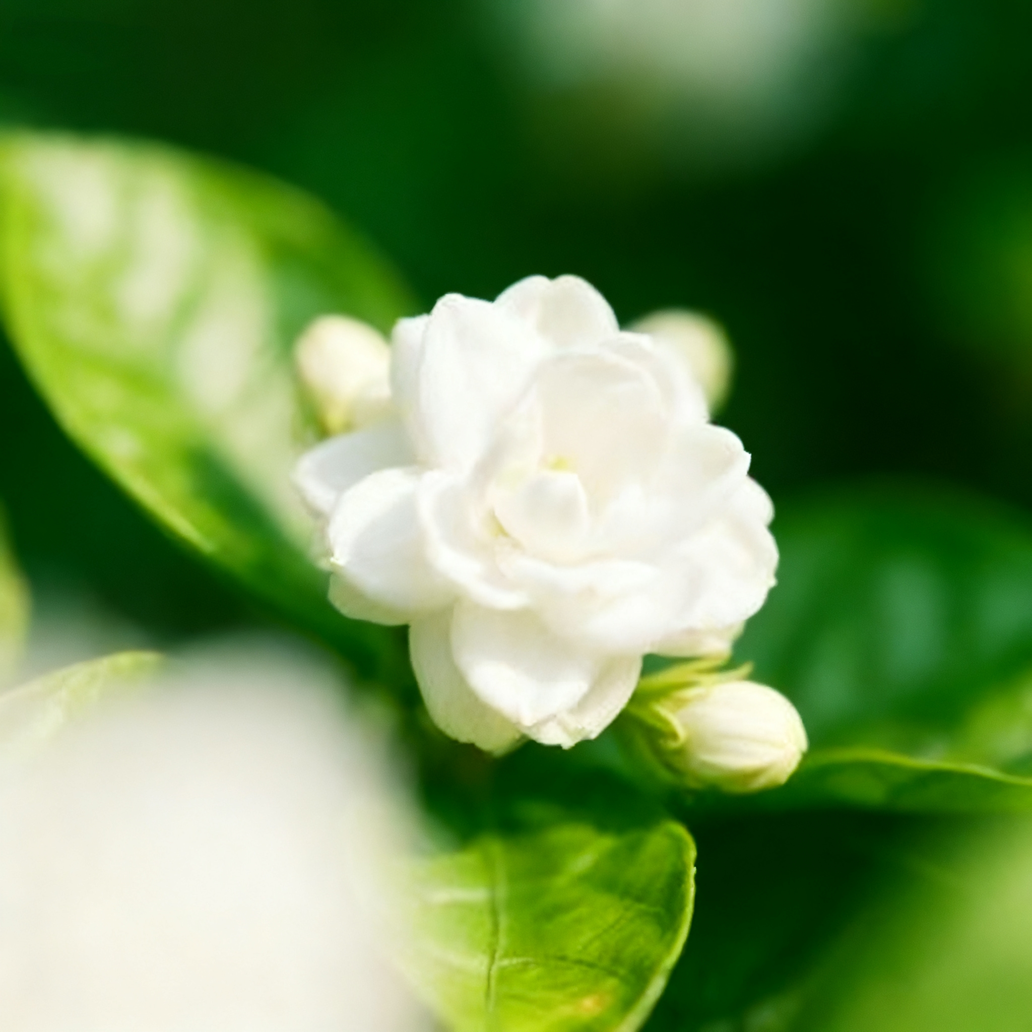 🔥⏰Last Day 49% OFF - Climbing Jasmine Flower Seeds - Nighttime Perfumer