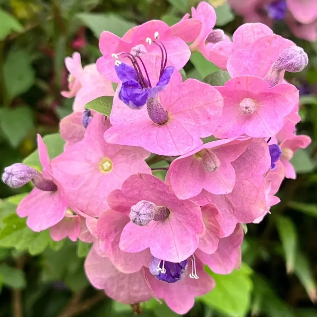 Parasol Flower Seeds