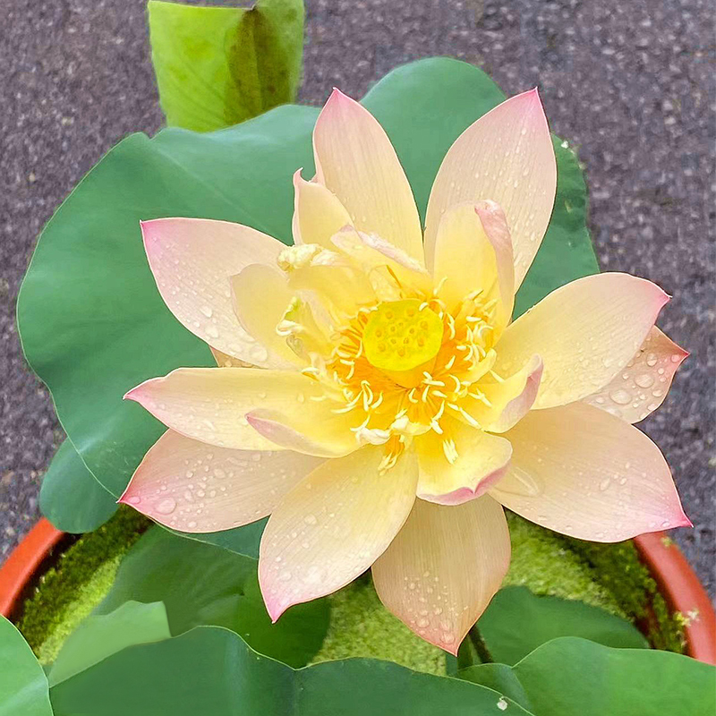🪷Bonsai Double Lotus Seeds-Pure Heart