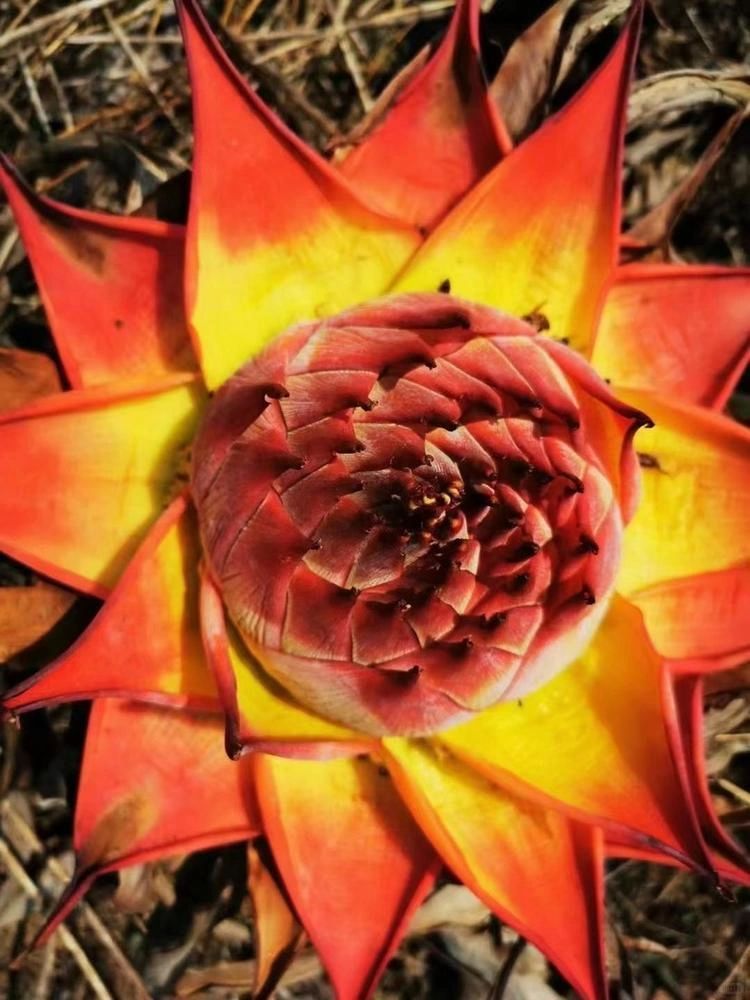 Golden Red Lotus Seeds: Embrace Tranquility with Every Bloom 🌸