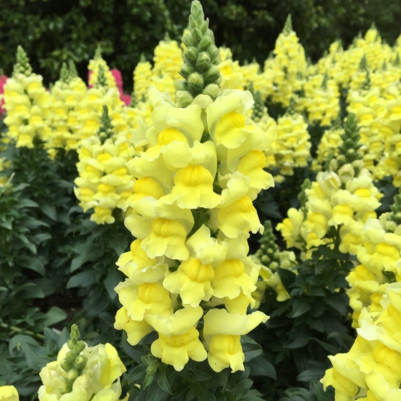 Garden Snapdragon Seeds- Mix Colors