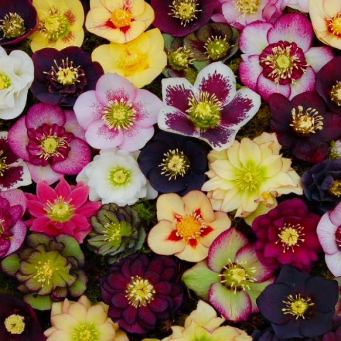 Carnival Hellebore Collection - Christmas Rose