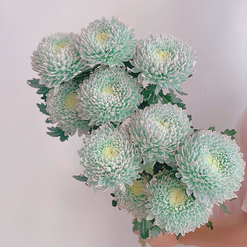 Rare Green Peony Chrysanthemum