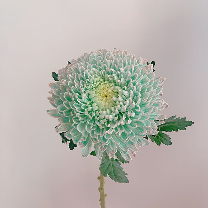 Rare Green Peony Chrysanthemum