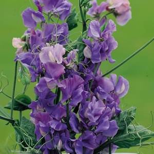 Noel Sutton Sweet Pea Seeds