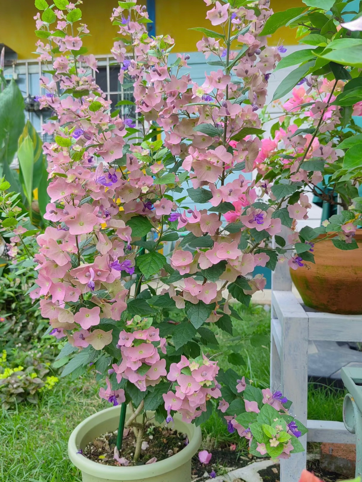 Parasol Flower Seeds