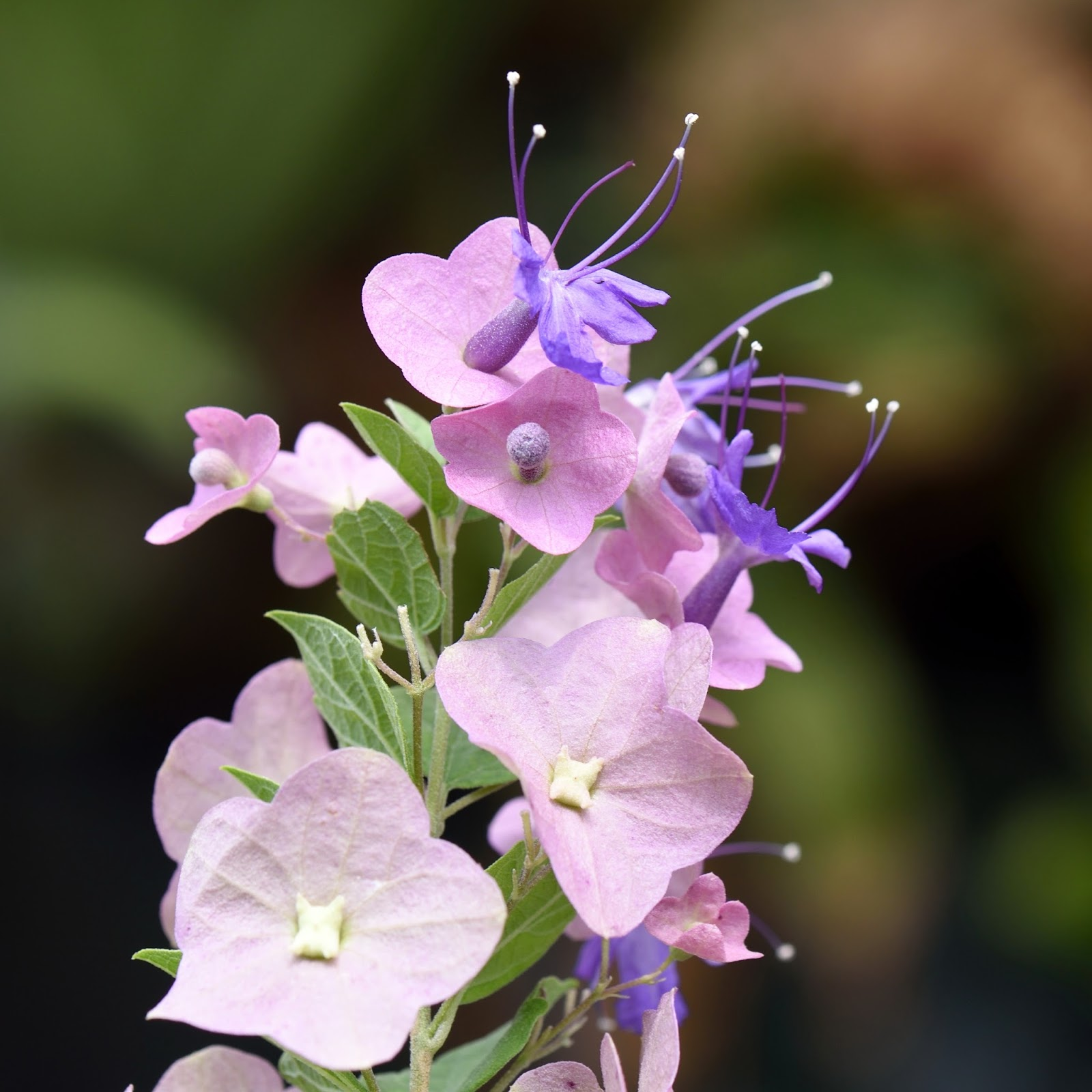 Parasol Flower Seeds