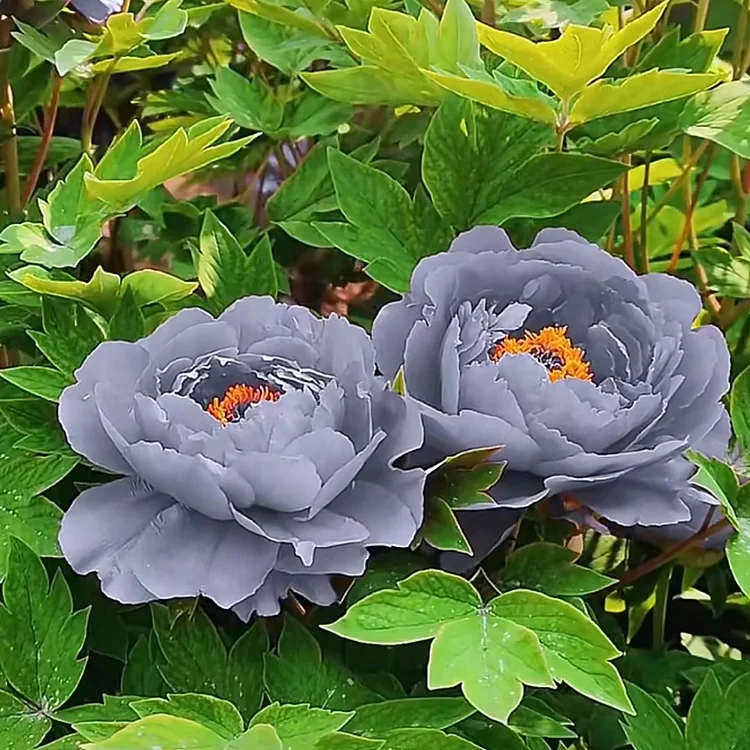 Black Beauty Peony Flower