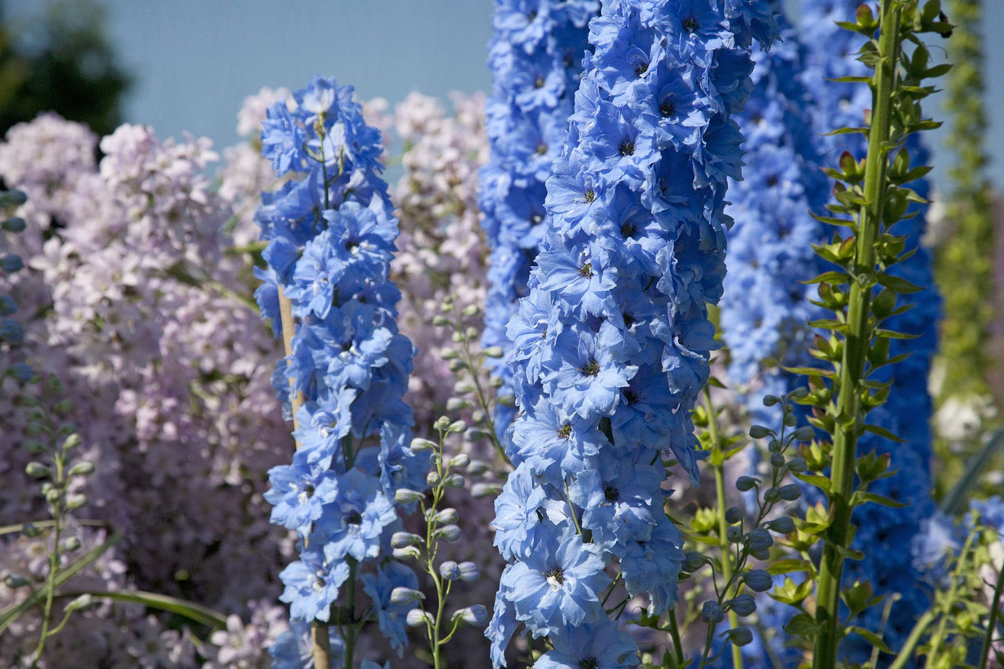 Delphinium Grandiflorum Seeds