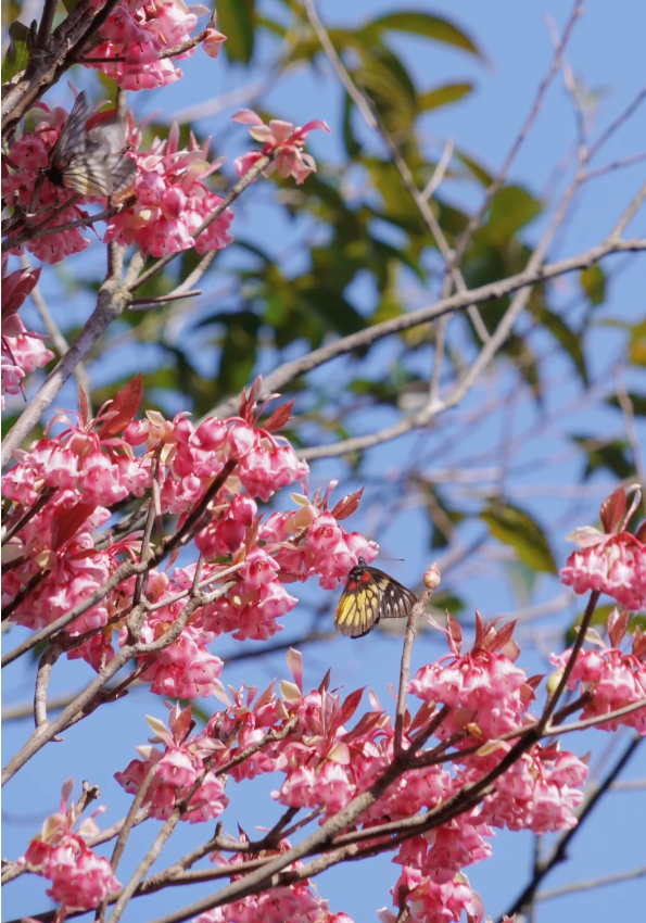 Rare Tuberose Enkianthus Seeds